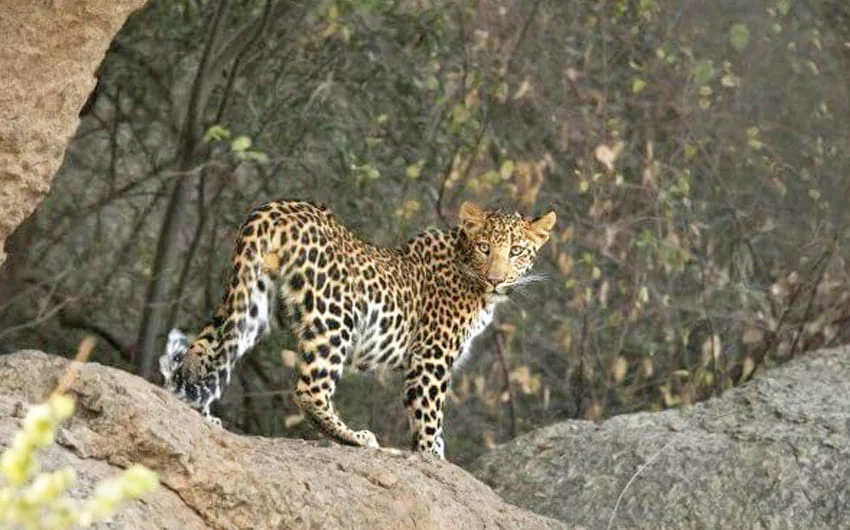 Mount Abu Wildlife Sanctuary Mount Abu Wildlife Sanctuary